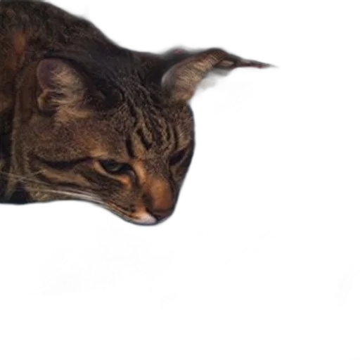 animal, creature, face, staff transparent PNG cut-out