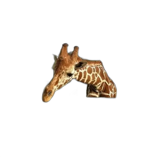 animal, creature, weapon, jewelry transparent PNG cut-out