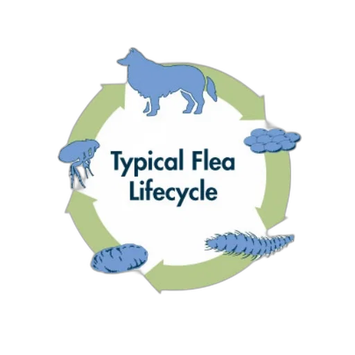diagram, illustrating, typical, flea transparent PNG cut-out
