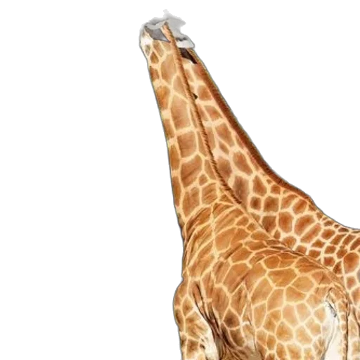 animal, creature, 3d render, photorealistic transparent PNG cut-out