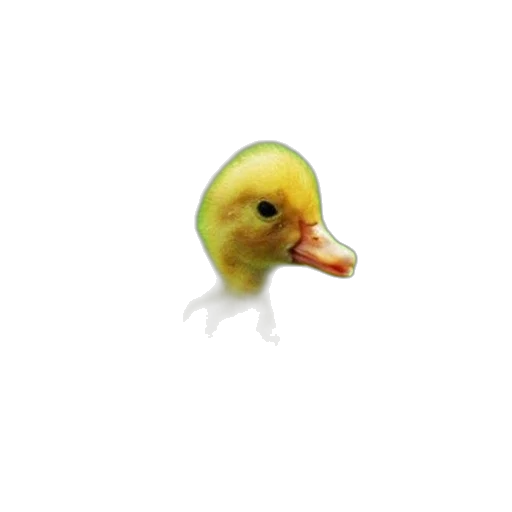 animal, creature, food, hat transparent PNG cut-out