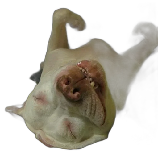 creature, animal, face, mask transparent PNG cut-out