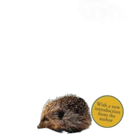 animal, hat, cover, hedgehogging transparent PNG cut-out