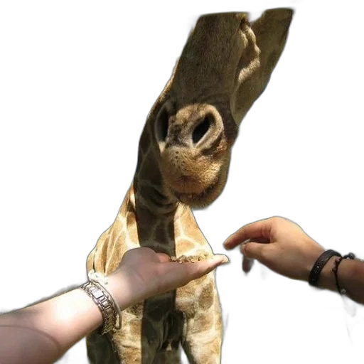 mask, animal, staff, creature transparent PNG cut-out