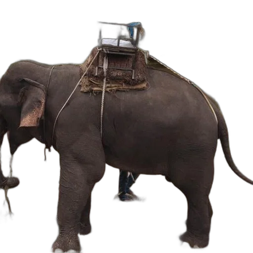 animal, robot, staff, car transparent PNG cut-out