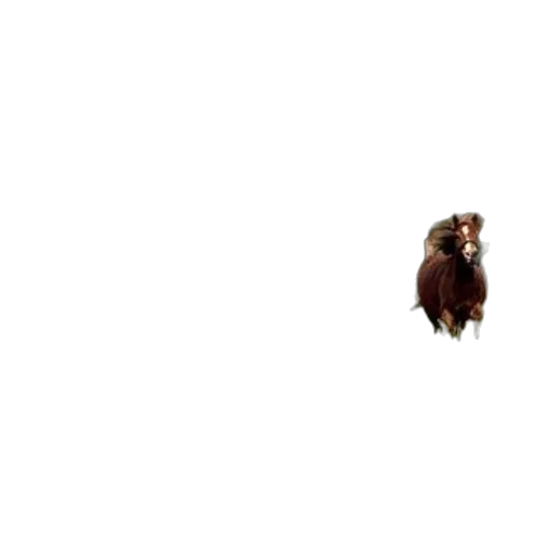 animal, creature, hair, dragon transparent PNG cut-out