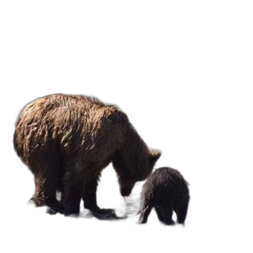 animal, creature, hair, food transparent PNG cut-out