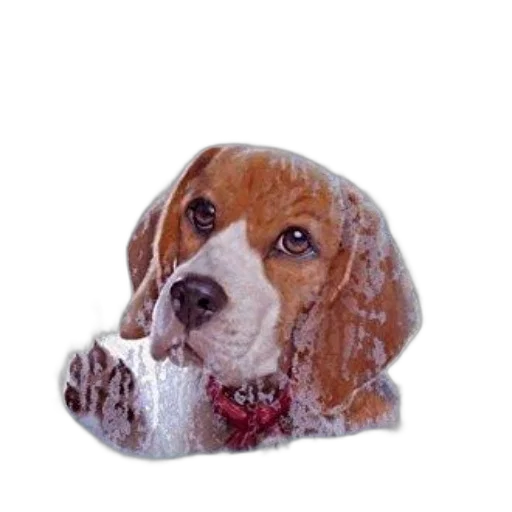 animal, hat, face, staff transparent PNG cut-out