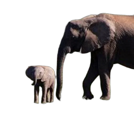 animal, creature, staff, hat transparent PNG cut-out