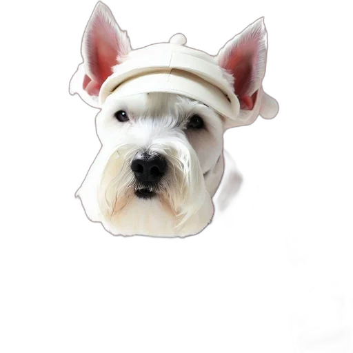 hat, animal, face, mask transparent PNG cut-out