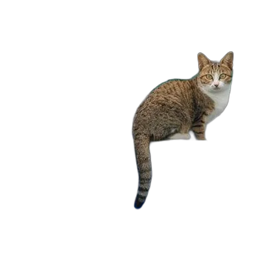 animal, creature, staff, weapon transparent PNG cut-out