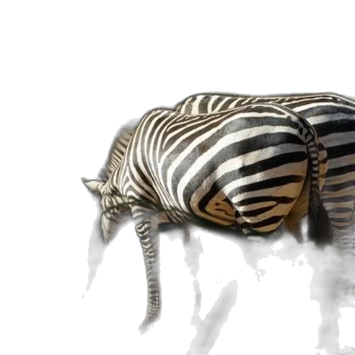animal, creature, jewelry, furniture transparent PNG cut-out