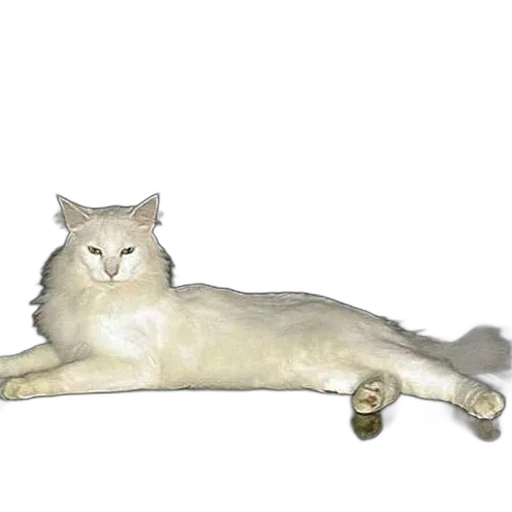 animal, staff, creature, furniture transparent PNG cut-out