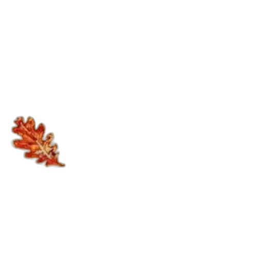 crown, jewelry, flower, hat transparent PNG cut-out