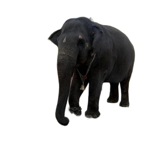 animal, staff, creature, jewelry transparent PNG cut-out