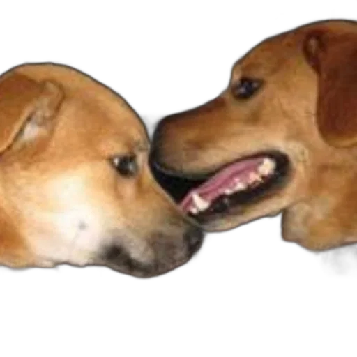 animal, face, mask, food transparent PNG cut-out