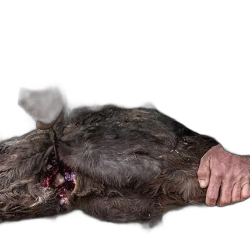 animal, creature, hair, staff transparent PNG cut-out