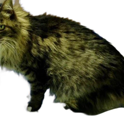 animal, creature, staff, hair transparent PNG cut-out