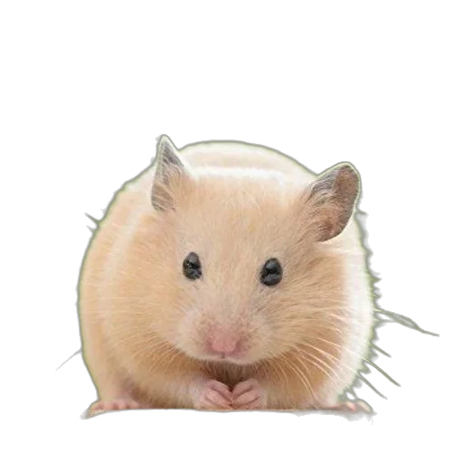 animal, creature, hair, hat transparent PNG cut-out