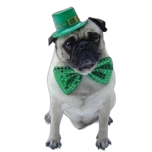 hat, green, two, pugs transparent PNG cut-out
