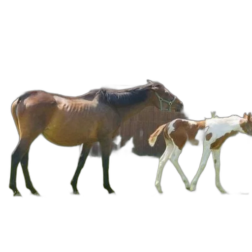 animal, creature, staff, weapon transparent PNG cut-out