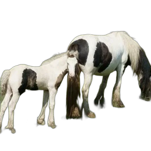 animal, hair, staff, creature transparent PNG cut-out
