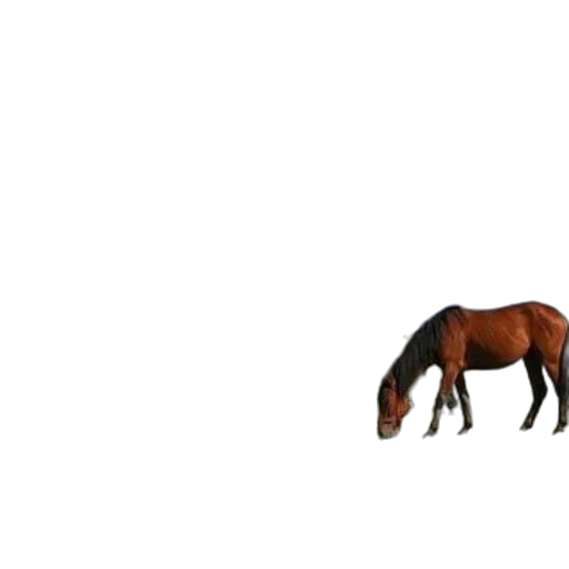 animal, creature, furniture, hair transparent PNG cut-out