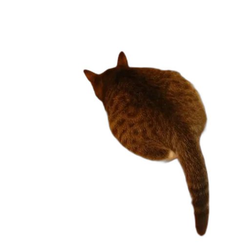 animal, creature, staff, hat transparent PNG cut-out