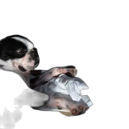 animal, creature, shoes, photorealistic transparent PNG cut-out