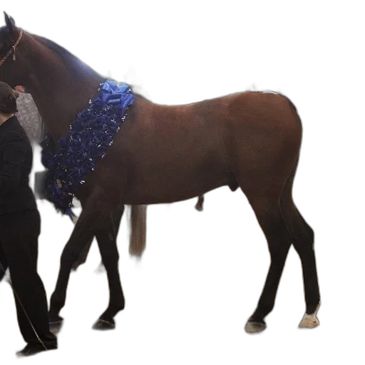 staff, horse, blue, ribbon transparent PNG cut-out