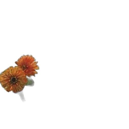 flower, crown, jewelry, umbrella transparent PNG cut-out