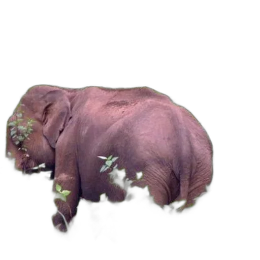 animal, creature, hair, dragon transparent PNG cut-out