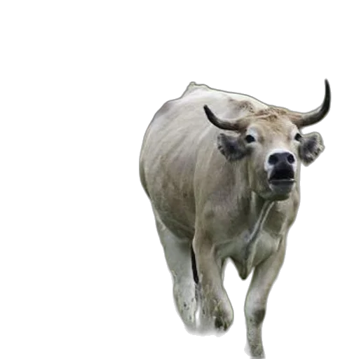 animal, creature, mask, face transparent PNG cut-out