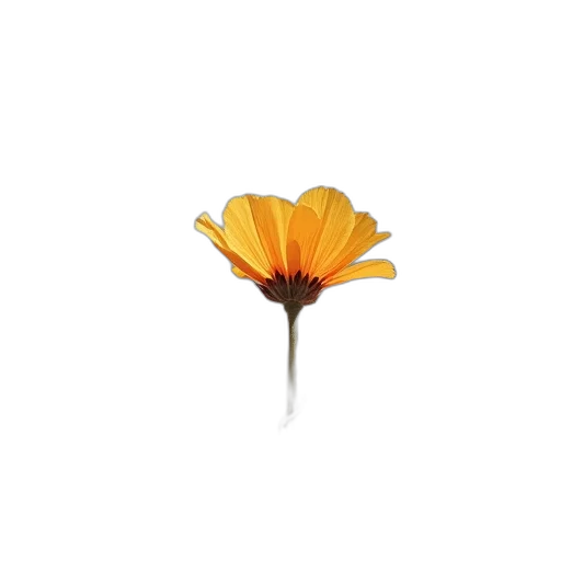 flower, crown, jewelry, weapon transparent PNG cut-out