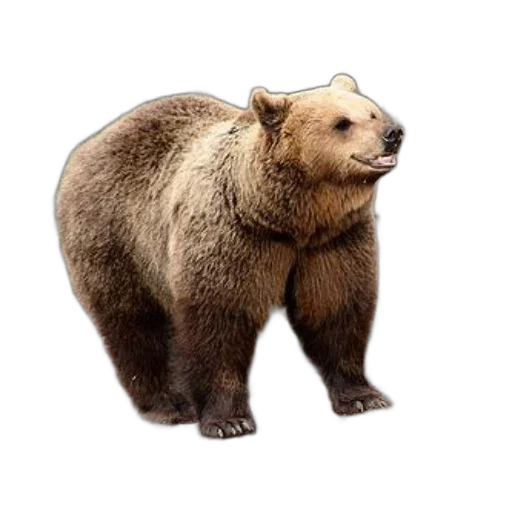animal, creature, staff, food transparent PNG cut-out