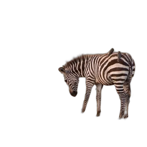 animal, creature, furniture, weapon transparent PNG cut-out