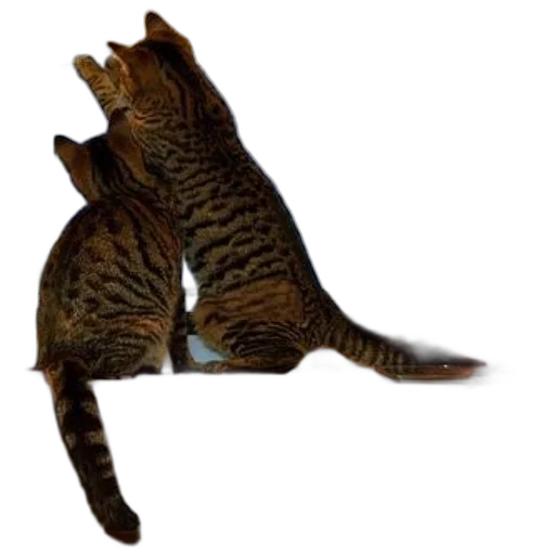 animal, staff, creature, shoes transparent PNG cut-out
