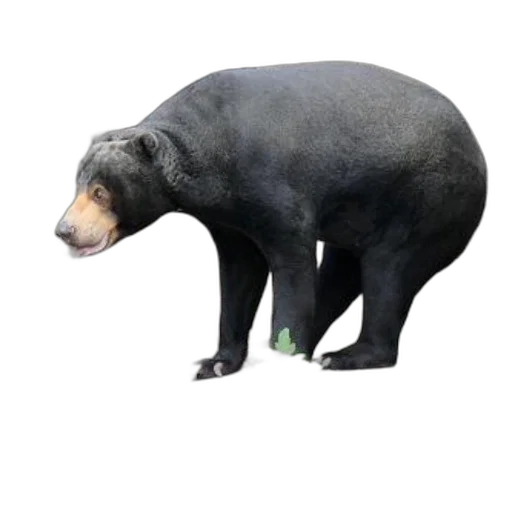 animal, creature, food, staff transparent PNG cut-out