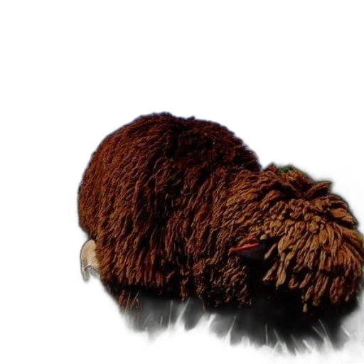 hair, animal, hat, creature transparent PNG cut-out