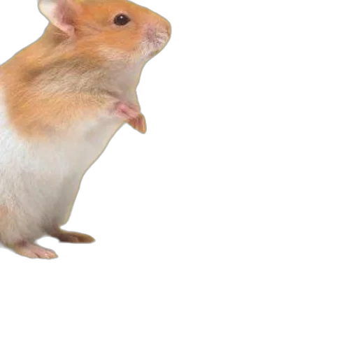 animal, creature, food, hat transparent PNG cut-out