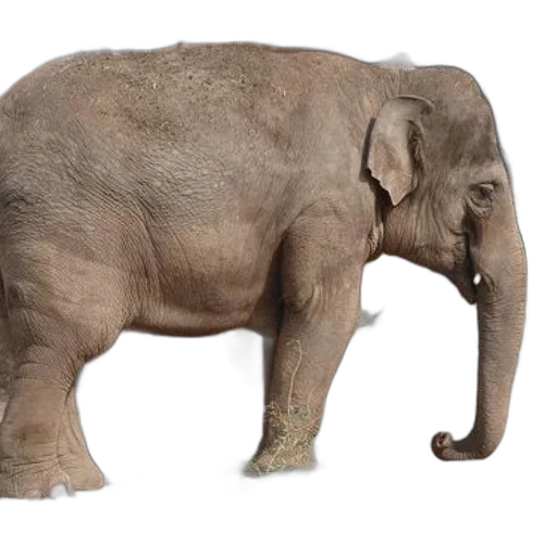 animal, creature, photorealistic, 3d render transparent PNG cut-out