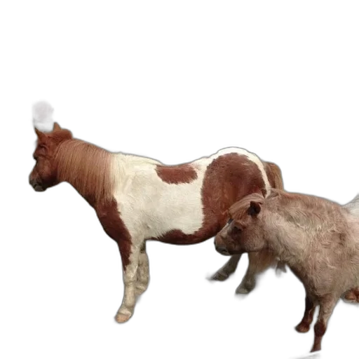 animal, food, weapon, creature transparent PNG cut-out