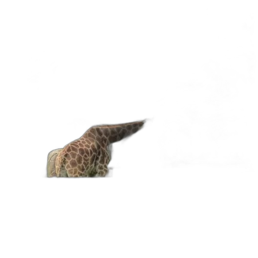 animal, hat, staff, hair transparent PNG cut-out