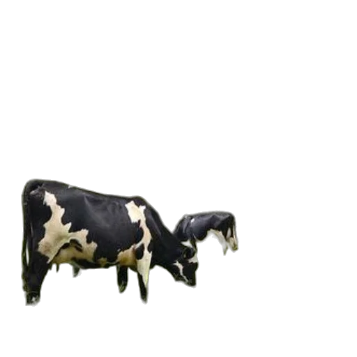 animal, furniture, jewelry, food transparent PNG cut-out