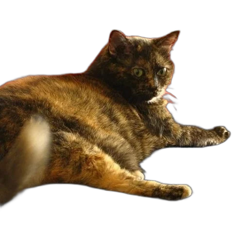 animal, staff, creature, furniture transparent PNG cut-out