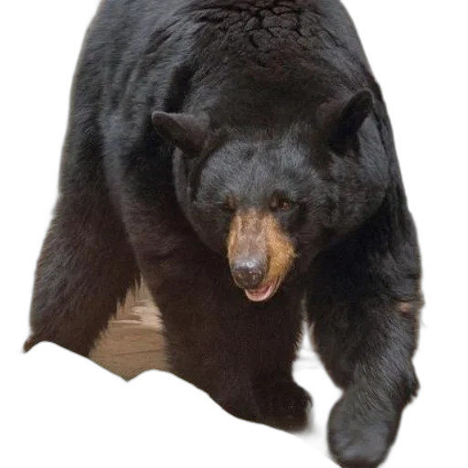 animal, creature, staff, food transparent PNG cut-out