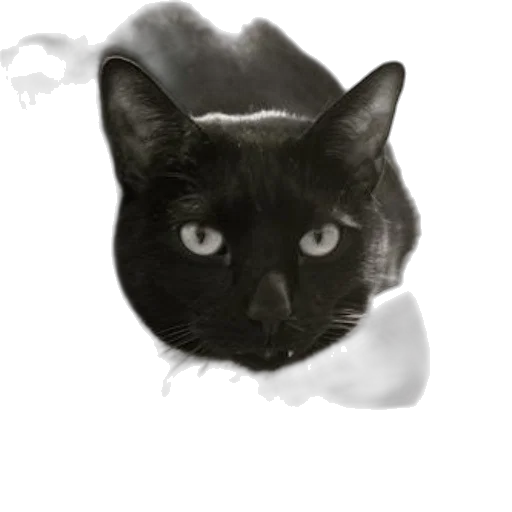 animal, face, creature, staff transparent PNG cut-out