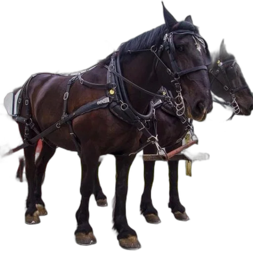 animal, staff, crown, weapon transparent PNG cut-out