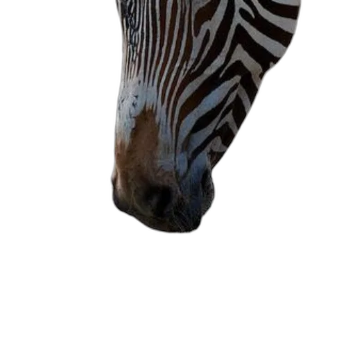 animal, creature, face, mask transparent PNG cut-out