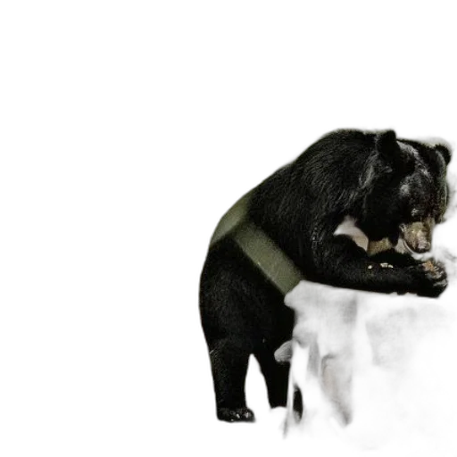 animal, concept art, 3d render, photorealistic transparent PNG cut-out